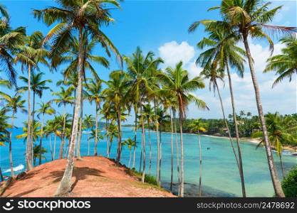 Palms on tropical coast