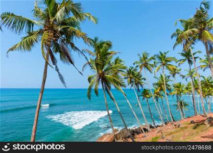 Palms on tropical island coast