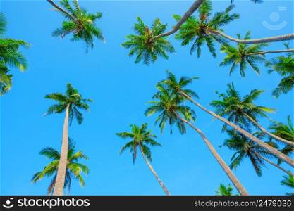 Palms over blue sky, perspective view from the ground up to the green palm crowns with coconuts