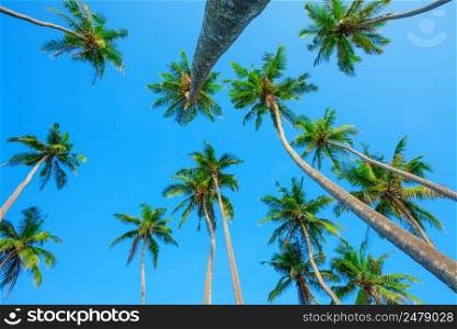 Palms over blue sky, perspective view from the ground up to the green palm crowns