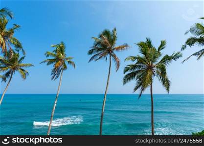 Palms over the ocean