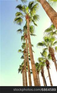 Palms. Palms on a clear blue sky background
