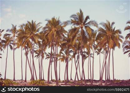 Palms plantation