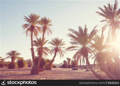 Palms plantation in Moroccan desert, Africa