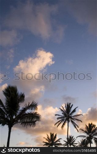 Palms Reaching Upward to Clouds