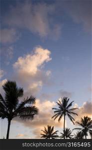 Palms Reaching Upward to Clouds