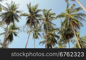 palms, sky