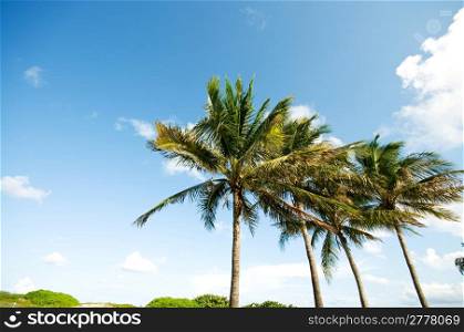 Palms trees on the beach during bright day