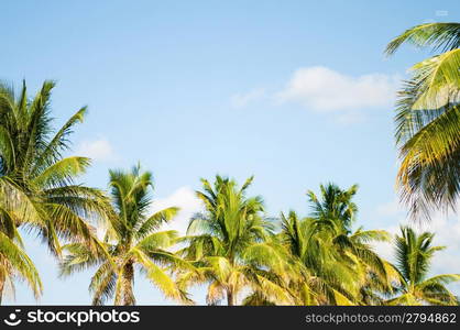 Palms trees on the beach during bright day