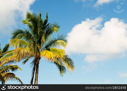 Palms trees on the beach during bright day