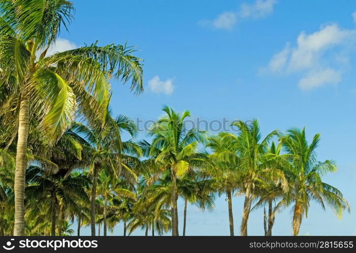 Palms trees on the beach during bright day