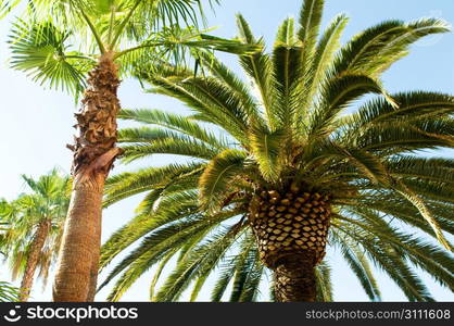 Palms trees on the beach during bright day