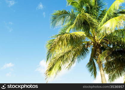 Palms trees on the beach during bright day