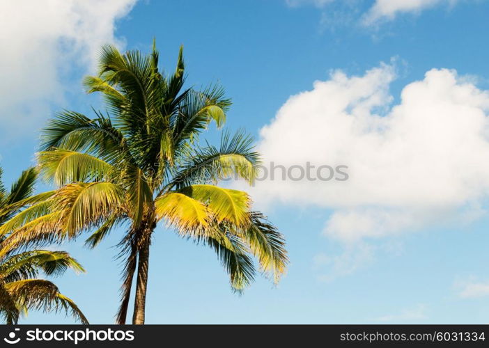 Palms trees on the beach during bright day