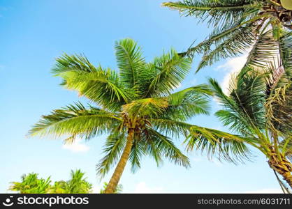 Palms trees on the beach during bright day