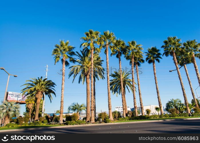 Palms trees on the beach during bright day