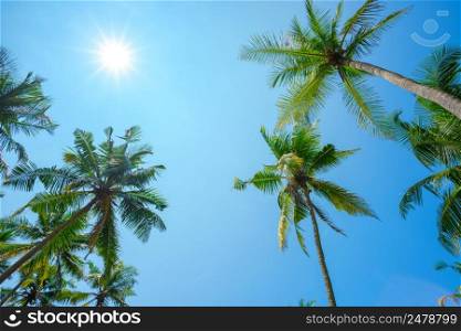 Palms with shining sun on clear blue sky