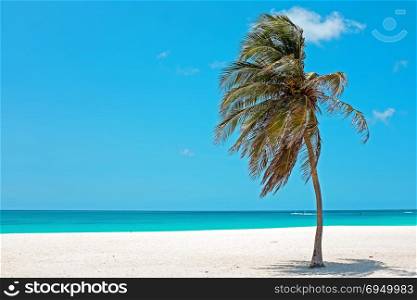 Palmtree in the wind on the beach from Aruba island in the Caribbean Sea