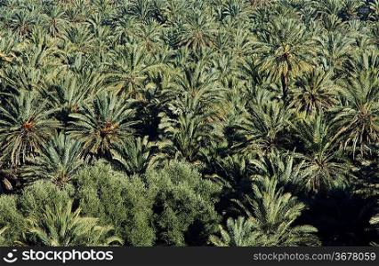 Palmtree valley in Morocco