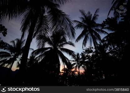 Palmtrees at sunrice in the Town of Ko PhiPhi on Ko Phi Phi Island outside of the City of Krabi on the Andaman Sea in the south of Thailand. . THAILAND