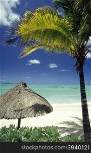palmtrees on a beach on the island of Mauritius in the indian ocean. INDIAN OCEAN MAURITIUS BEACH