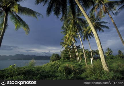 Palmtrees on a beach with Landscape naer Ayer Hangat Village in the north of the Island of Langkawi in Malaysia. Malaysia, Langkawi, January, 2003