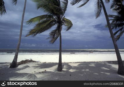 Palmtrees on the Beach with the Landscape at the East Coast at the Village of Bwejuu on the Island of Zanzibar in Tanzania. Tanzania, Zanzibar, Bwejuu, October, 2004