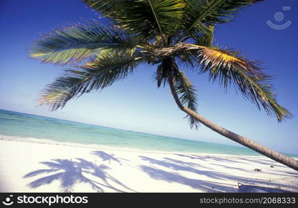 Palmtrees on the Beach with the Landscape at the East Coast at the Village of Bwejuu on the Island of Zanzibar in Tanzania. Tanzania, Zanzibar, Bwejuu, October, 2004