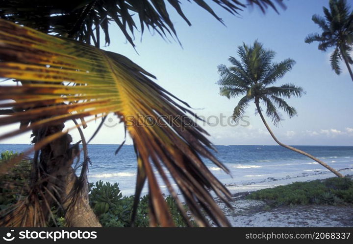 Palmtrees on the Beach with the Landscape at the East Coast at the Village of Bwejuu on the Island of Zanzibar in Tanzania. Tanzania, Zanzibar, Bwejuu, October, 2004