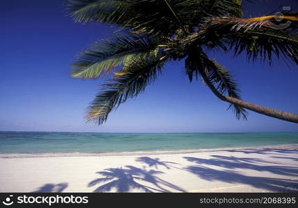 Palmtrees on the Beach with the Landscape at the East Coast at the Village of Bwejuu on the Island of Zanzibar in Tanzania. Tanzania, Zanzibar, Bwejuu, October, 2004