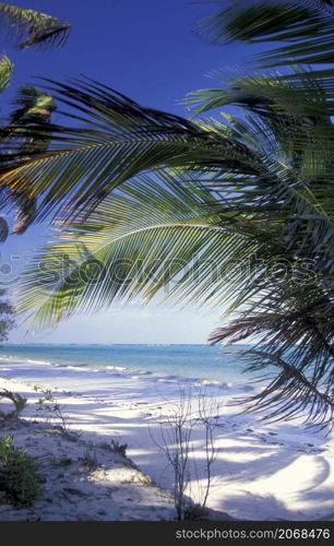 Palmtrees on the Beach with the Landscape at the East Coast at the Village of Bwejuu on the Island of Zanzibar in Tanzania. Tanzania, Zanzibar, Bwejuu, October, 2004