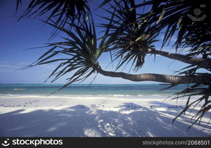 Palmtrees on the Beach with the Landscape at the East Coast at the Village of Bwejuu on the Island of Zanzibar in Tanzania. Tanzania, Zanzibar, Bwejuu, October, 2004