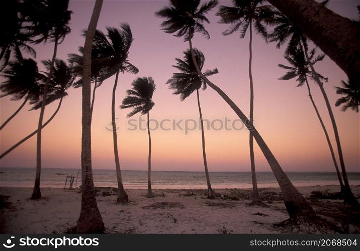 Palmtrees on the Beach with the Landscape at the East Coast at the Village of Bwejuu on the Island of Zanzibar in Tanzania. Tanzania, Zanzibar, Bwejuu, October, 2004