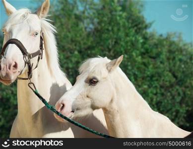 palomino horse and pony