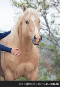palomino stallion. Half-wild horse. liberty, Israel
