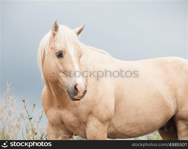 palomino stallion of quarterhorse breed. liberty