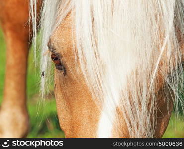 palomino welsh pony and fly. close up