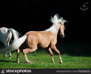 palomino welsh pony in motion at black background