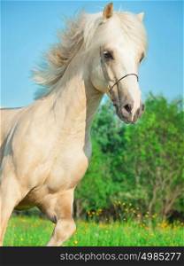 palomino welsh pony in motion in blossom field