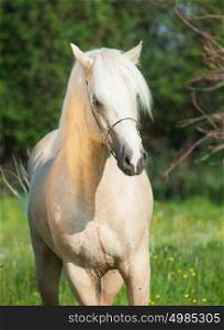 palomino welsh pony stallion
