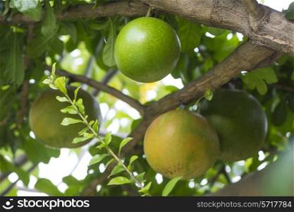 Pamela tree with fruits,Indonesia
