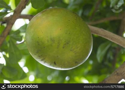 Pamela tree with fruits,Indonesia