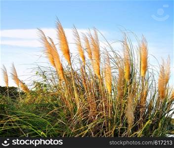 Pampas Grass Agains A Blue Sky