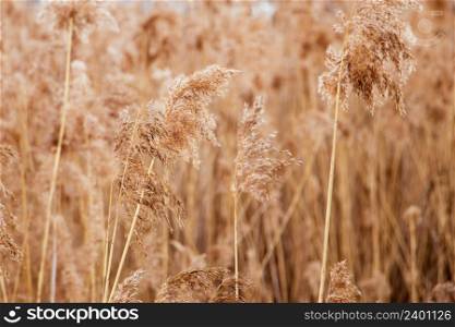 Pampas grass at sunset. Reed seeds in neutral colors on a light background. Dry reeds close up. Trendy soft fluffy plant in the sun. Minimalistic stylish concept. Pampas grass at sunset. Reed seeds in neutral colors on light background. Dry reeds close up. Trendy soft fluffy plant in the sun. Minimalistic stylish concept