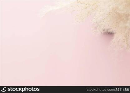 Pampas grass in vase on pink pastel background, Minimalism, Spring flower blosssom concept, Flat lay, top view, copy space