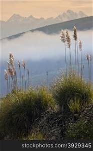 Pampas grass near the Altar Volcano in the Andes Mountains in Ecuador