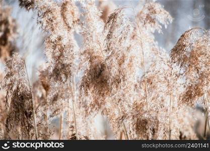 Pampas grass. Reed seeds in neutral colors on a light background. Dry reeds close up. Trendy soft fluffy plant. Minimalistic stylish concept.. Pampas grass. Reed seeds in neutral colors on light background. Dry reeds close up. Trendy soft fluffy plant. Minimalistic stylish concept.