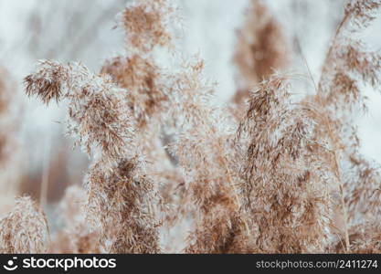 Pampas grass. Reed seeds in neutral colors on a light background. Dry reeds close up. Trendy soft fluffy plant. Minimalistic stylish concept.. Pampas grass. Reed seeds in neutral colors on light background. Dry reeds close up. Trendy soft fluffy plant. Minimalistic stylish concept.