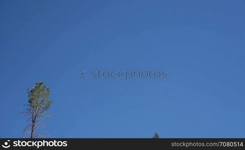 Pan down of Bright orange California poppies against a bright blue spring sky