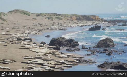 Pan down of large colony of Elephant seals near San Simeon California